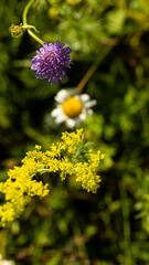 Colorful wildflowers blooming in a vibrant summer meadow, showcasing natures beauty