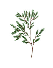 Hand drawn green cypress branch isolated on white background. watercolor botanical illustration hand drawn