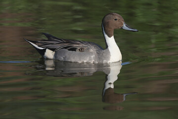 A Northern Pintail swimming in a pond

