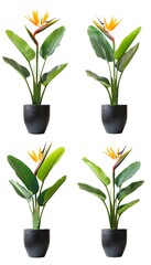 Bird of paradise tropical plants in black pots  against a white background
