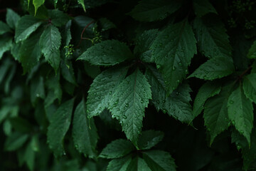 Dark ivy leaves texture background. Green leaf in rain drops close up macro on black background, nature leaves pattern
