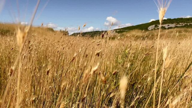nice ripe barley swing on wind in countryside blue sky. Agriculture view in village. High quality 4k footage