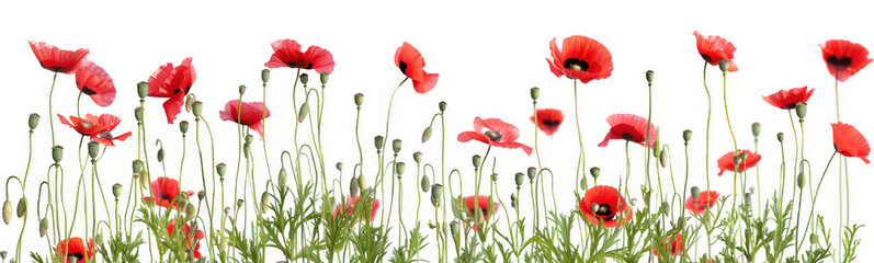 Obraz premium Field of Red Poppies