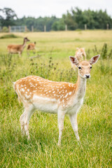 A curious young deer in a field.
