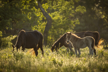 Beautiful wilde horses in nice backlight form sunset