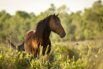 Obraz premium Beautiful wilde horses in nice backlight form sunset