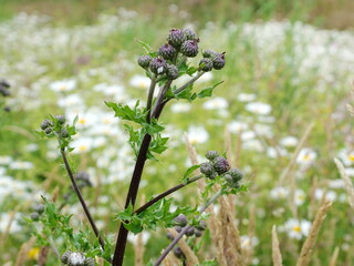 A woolly thistle by the wayside, its fluffy heads about to bloom - a beautiful natural motif full...