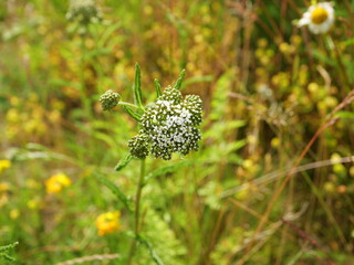A yarrow grows by the roadside, surrounded by wild plants. Its white, corymbose flower clusters with many small blooms create a beautiful motif.