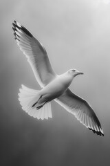Fototapeta premium A white seagull is flying in the sky. The image is in black and white, giving it a timeless and classic feel. The bird's wingspan is large, and it is soaring effortlessly through the air