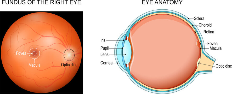 Eye anatomy