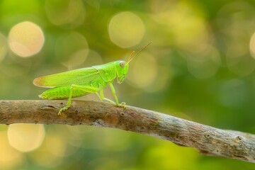 Vibrant Green Grasshopper Perched on a Branch Against Bokeh Background