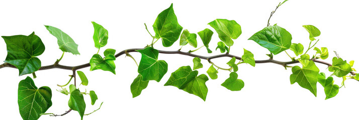 Twisting Vine Branch with Green Leaves