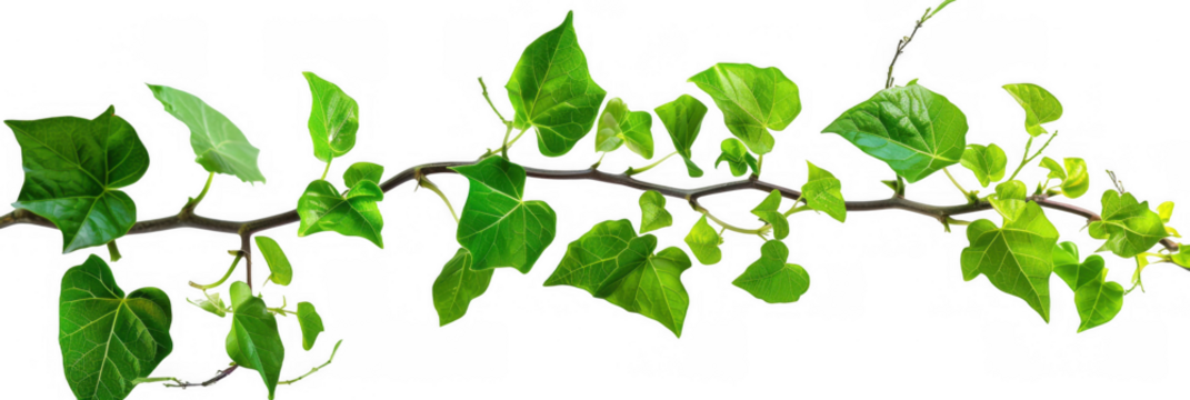 Twisting Vine Branch with Green Leaves