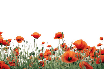 Obraz premium Field of Red Poppies