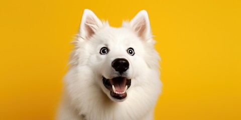Fototapeta premium A White Dog with Open Mouth and Bright Eyes
