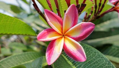 Obraz premium pink yellow frangipani flower, frangipani plumeria flower, Plumeria flower pink yellow and white frangipani tropical flower, frangipani plumeria flower and green leaves