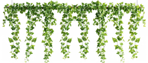 Hanging Green Vine Plants