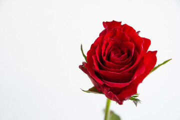 赤い薔薇