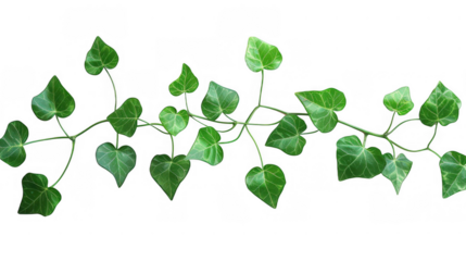 Vine with Heart-Shaped Green Leaves