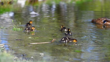 mother duck and her ducklings swimming in the lake and getting food out of the water