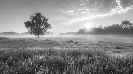Misty meadow at sunrise. black and white.