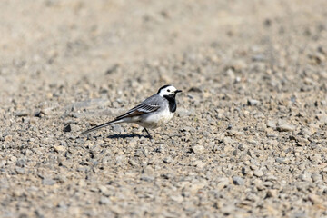 White Wagtail