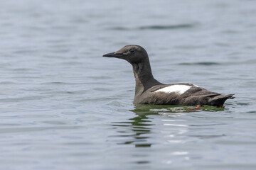 Black Guillemot