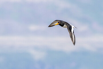 Oystercatcher in the air