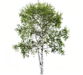 a single tree with a white background