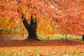 Autumn Colours Looking Beautiful 
