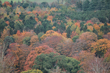 Autumn Colours Looking Beautiful 