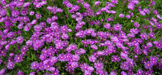 송엽국, 꽃, 야생화, 들꽃, 