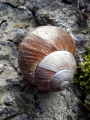 Empty shell without a snail on a stone. Close-up, soft daylight. Symbolizing temporary emptiness and the natural cycle of life.