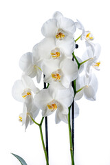 White orchid (Phalaenopsis) detail isolated on white background.