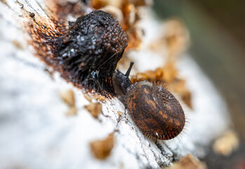 Beautiful snail Helicodonta obvoluta feeding on a slime mold - Myxomycota - on a tree stump, Italy, Europe