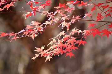 山の中の紅葉した木の葉