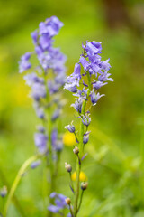 Hyacinthoides non-scripta is known in English as the common bluebell or simply bluebell