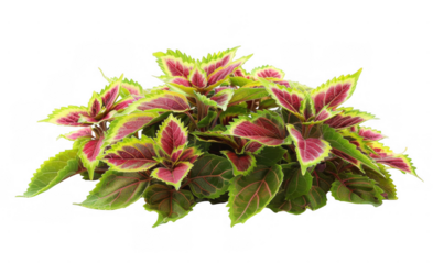 Cluster of Red and Green Coleus Plants