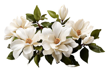 Anise Magnolia flower on transparent background 