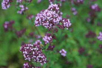 Origanum vulgare. Flowers of oregano in garden, background.