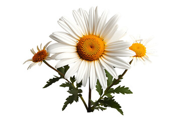 Dahli flower on transparent background 
