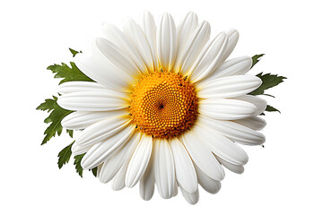 Dahli flower on transparent background 
