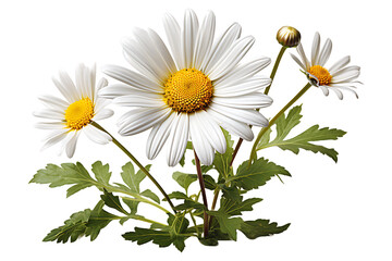 Dahli flower on transparent background 