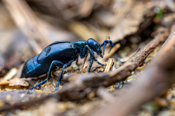 European oil beetle - Meloe proscarabaeus - crawling with mosquitos