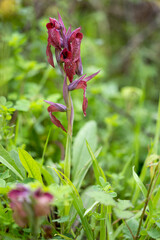 The Eastern Tongue Orchid - Serapias cordigera - in field