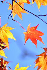 山の中の紅葉した木の葉