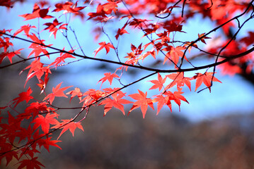 山の中の紅葉した木の葉