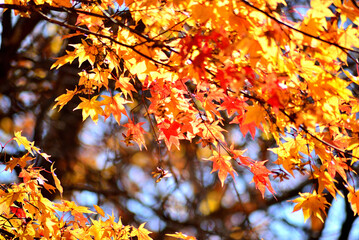 山の中の紅葉した木の葉