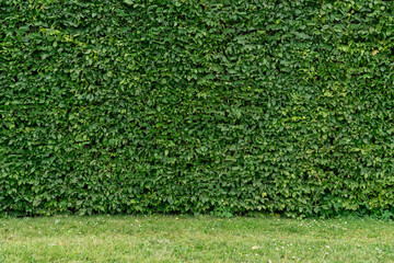 Wall of green leaves. plant with many leaf as a background
