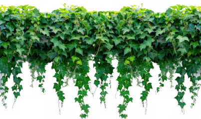 Cascading Green Vines Cluster